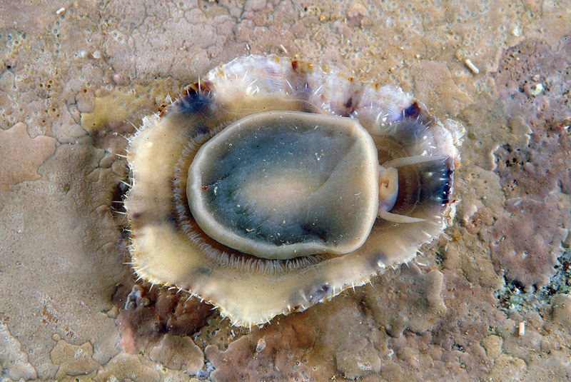 Patella caerulea